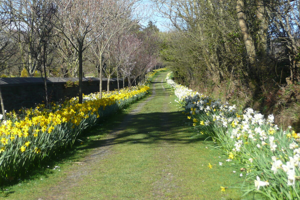 Port Grenaugh Daffodil Walk
